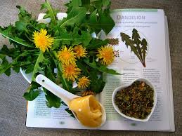 Dandelion Extract - Image 2