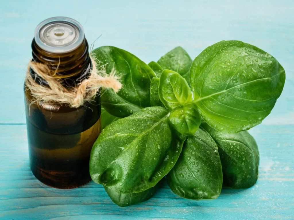 Basil Essential Oil - Image 2