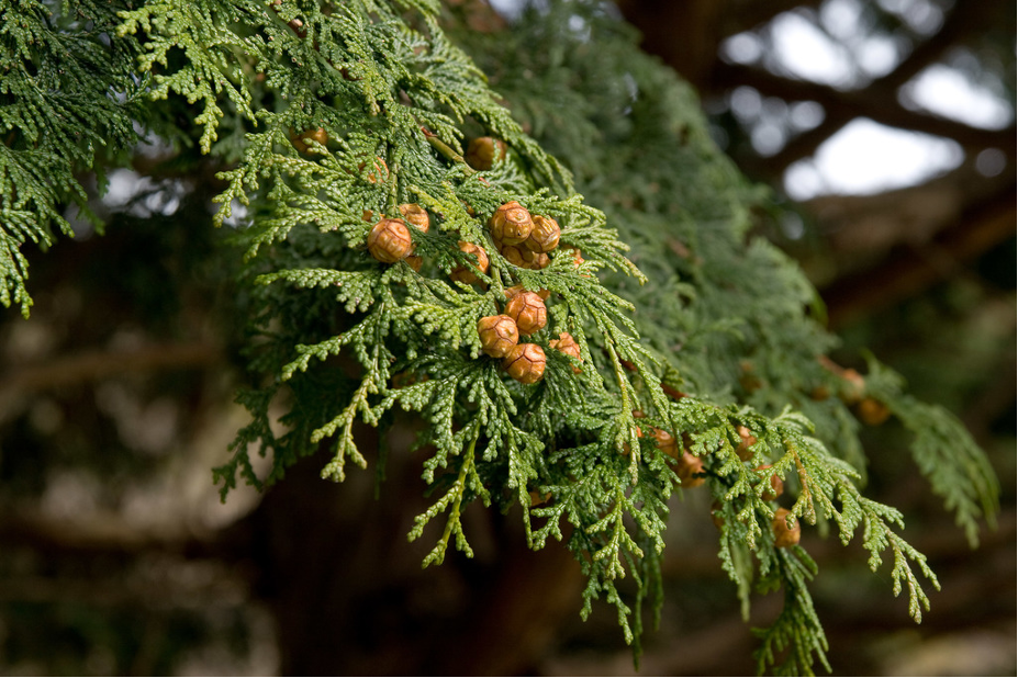 Hinoki Essential Oil