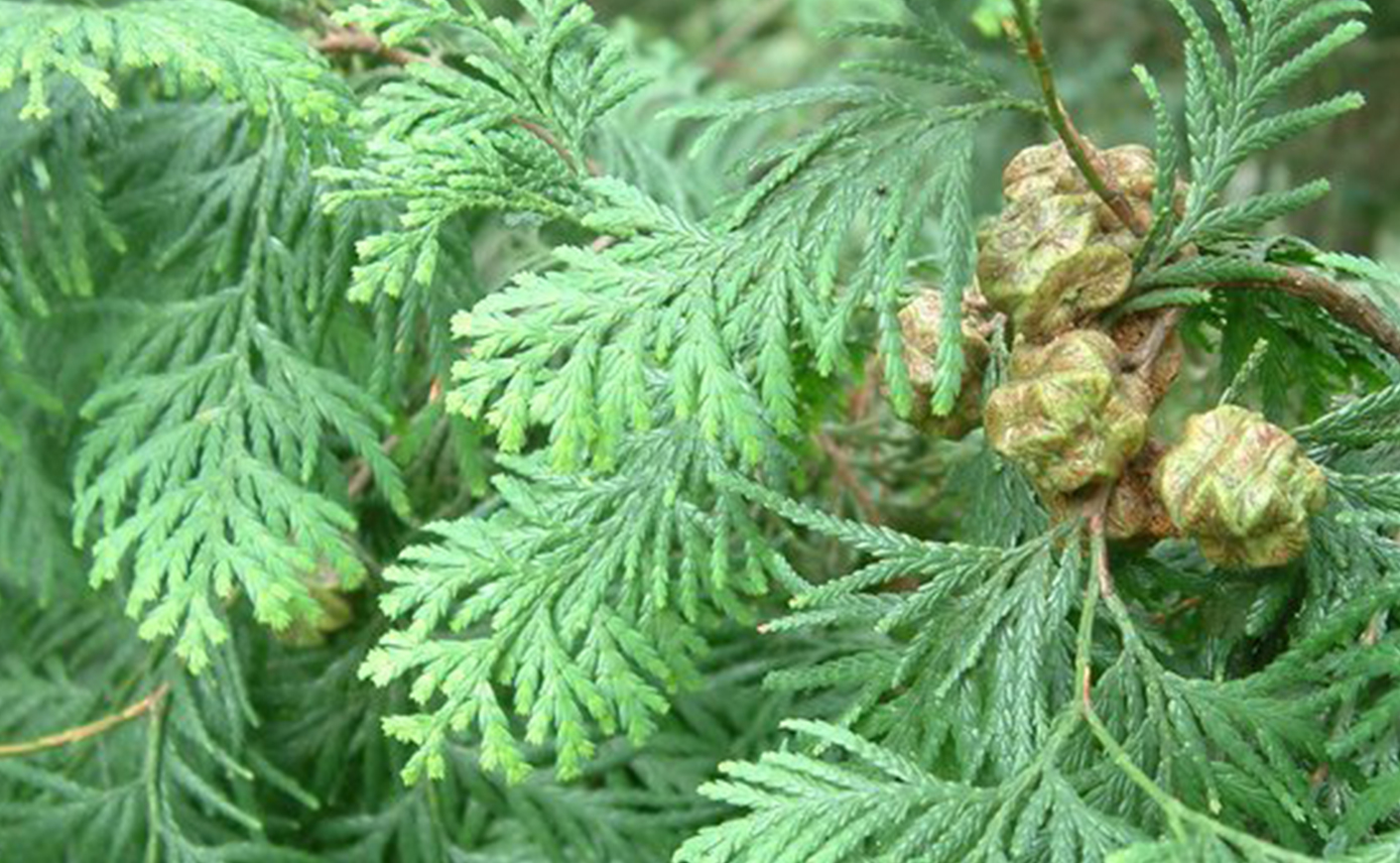 Hinoki Essential Oil - Image 2